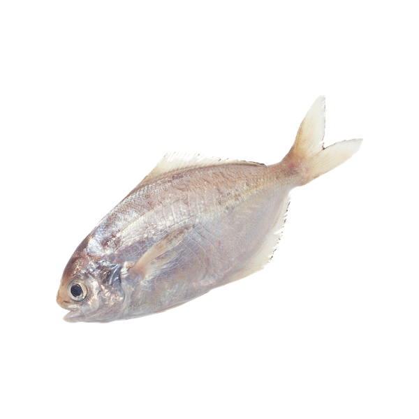 Kaptanlar Hamsi